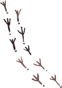 Emu footprints artwork by Uncle Paul Calcott that represent always moving forwards.